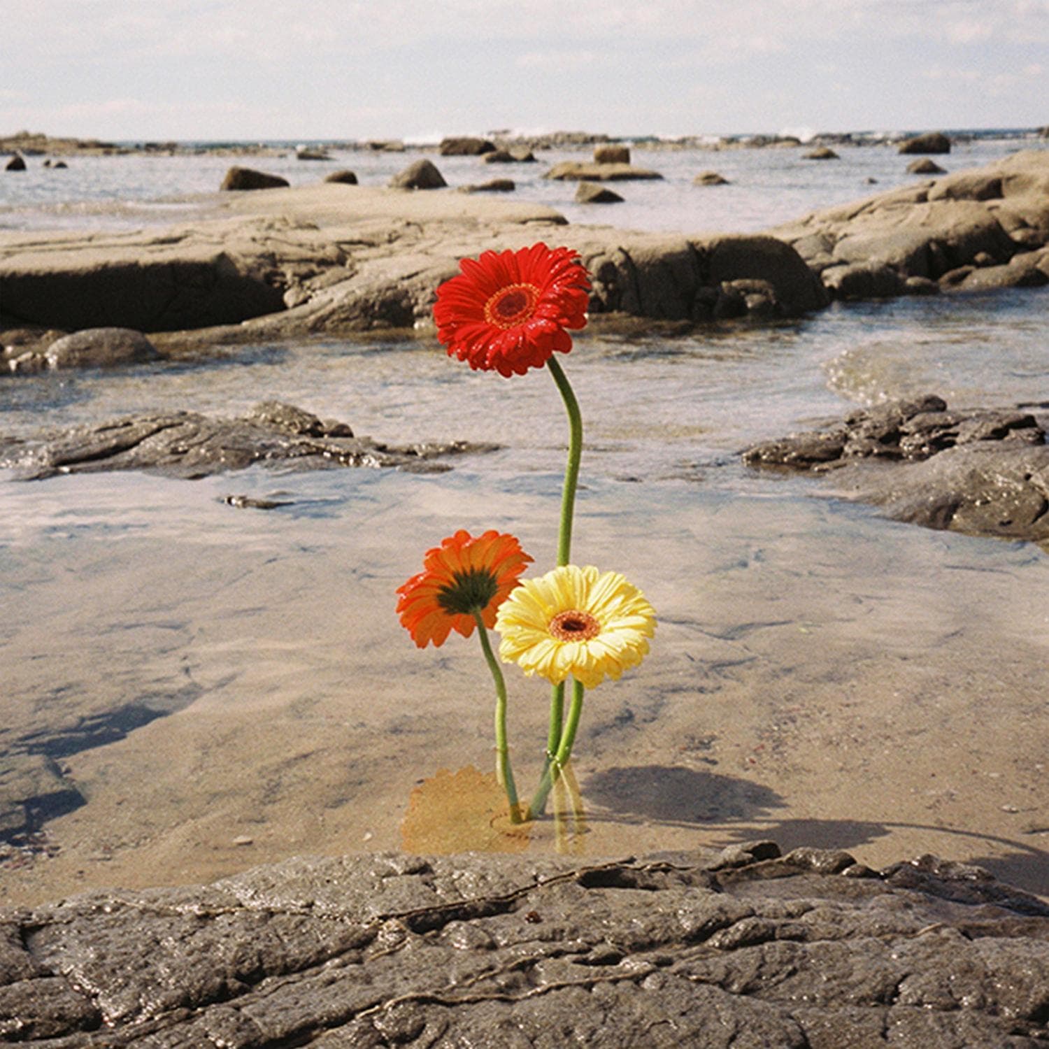 Cover art for Slowly Dying With You